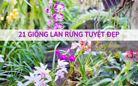 21 giống Lan rừng tuyệt đẹp được hội yêu Lan săn tìm